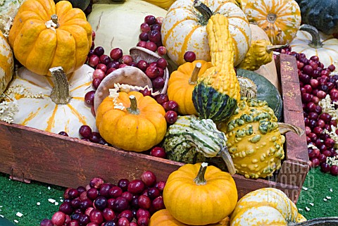 GOURDS_SQUASHES_FRUITS_AND_FUNGI_IN_A_DISPLAY