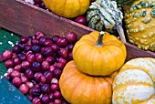 GOURDS, PUMPKINS AND FRUITS IN A DISPLAY