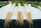 PRIZE-WINNING LEEKS ON A COMPETITION BENCH