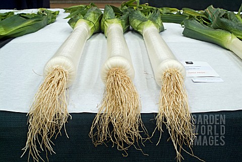 PRIZEWINNING_LEEKS_ON_A_COMPETITION_BENCH