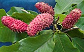 MAGNOLIA OBOVATA, MATURING FRUITS