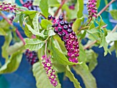 PHYTOLACCA AMERICANA, AMERICAN POKEWEED