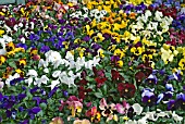 LARGE FLOWERED PANSIES,  MASSED FOR DISPLAY.