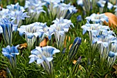 GENTIANA TERNIFOLIA CANGSHAN GROWING AMONG FALLEN BEECH LEAVES