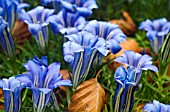 GENTIANA KIDBROOKE SEEDLING  CLOSE-UP OF FLOWERS AMONG BEECH LEAVES