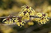 HAMAMELIS X INTERMEDIA SAVILL STARLIGHT