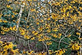 HAMAMELIS MOLLIS COOMBE WOOD