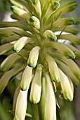 VELTHEIMIA BRACTIATA LEMON FLAME