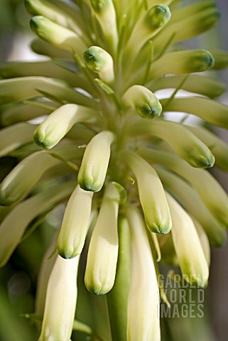 VELTHEIMIA_BRACTIATA_LEMON_FLAME