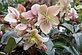 HELLEBORUS WINTER SUNSHINE