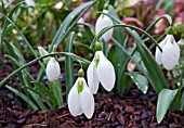 GALANTHUS CHEQUERS