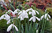 GALANTHUS NIVALIS MAGNET