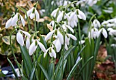 GALANTHUS SALLY PASSMORE