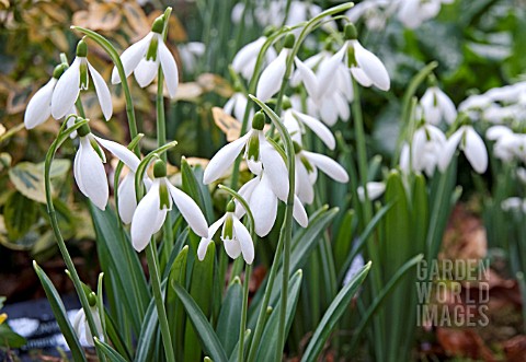 GALANTHUS_SALLY_PASSMORE