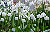 GALANTHUS AUGUSTUS