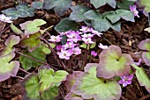 HEPATICA NOBILIS ASHWOOD HYBRIDS