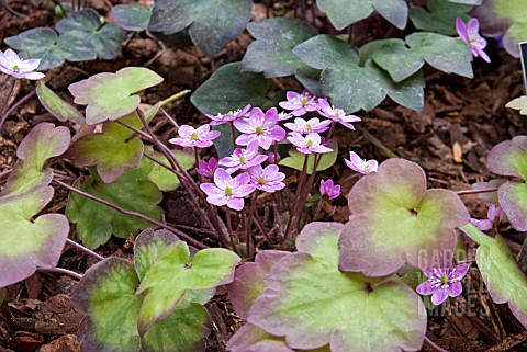 HEPATICA_NOBILIS_ASHWOOD_HYBRIDS