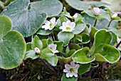 HEPATICA MAXIMA,