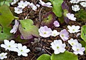 HEPATICA NOBILIS X MAXIMA