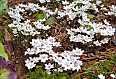 HEPATICA JAPONICA FORMA MAGNA