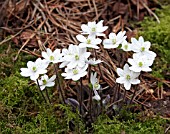 HEPATICA YAMATUTAI