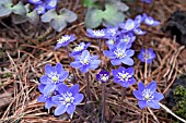 HEPATICA NOBILIS PLANTED IN PINE NEEDLE LITTER