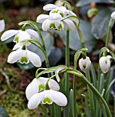 GALANTHUS DESDEMONA