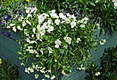 BALCON VIOLA FRIOLINA WHITE,  TRAILING VIOLA