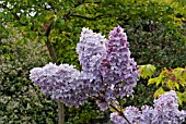 SYRINGA VULGARIS FIRMAMENT