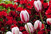 TULIPA PORTOFINO