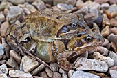 COMMON FROGS, RANA TEMPORARIA