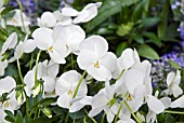 BALCON VIOLA FRIOLINA WHITE,  TRAILING VIOLA