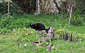 CAT IN THE WOODLAND GARDEN AT WAKEFIELDS
