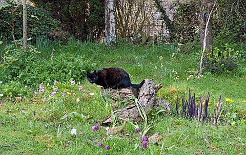 CAT_IN_THE_WOODLAND_GARDEN_AT_WAKEFIELDS
