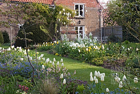 SPRING_AT_WAKEFIELDS_GARDEN_SHOWING_PURISSIMA_TULIPS