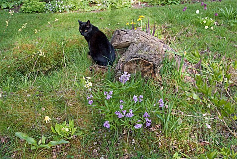 CAT_IN_THE_WOODLAND_GARDEN_AT_WAKEFIELDS