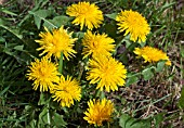 TARAXACUM OFFICINALE