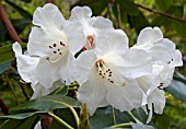 RHODODENDRON x LODERI SEEDLING