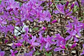 RHODODENDRON KYOSUMENSE