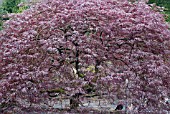 ACER PALMATUM VAR. DISSECTUM ATROPURPUREUM GROUP