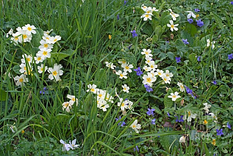 PRIMROSES_AND_VIOLETS_IN_ROUGH_GRASS