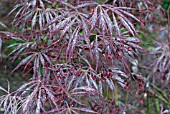 ACER PALMATUM VAR. DISSECTUM ATROPURPUREUM GROUP