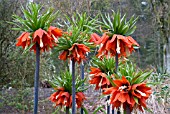 FRITILLARIA IMPERIALIS RUBRA MAXIMA