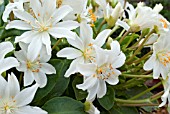 LEWISIA TWEEDYI ALBA