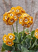 PRIMULA AURICULA DUSKY MAIDEN