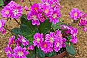 LEWISIA COTYLEDON HYBRID