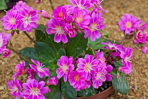 LEWISIA_COTYLEDON_HYBRID