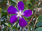 TIBOUCHINA GRANULOSA JAZZIE