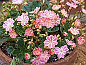 LEWISIA COTYLEDON HYBRID