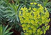 EUPHORBIA CHARACIAS SSP. WULFENII